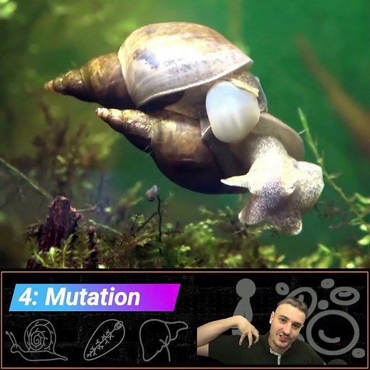 5 Freshwater Snail Facts | This animal is GROSS! | Schistosomiasis