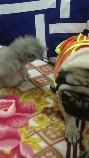 Noddy hato #pug #cute #trending #cat #funny