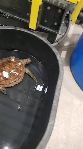 The Karen Beasley Sea Turtle Rescue and Rehabilitation Center on Reels