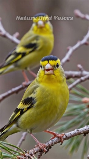 American Goldfinch #birds #birdsong #birdsounds
