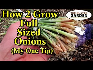 How to Plant Onion Bunches Correctly for Full Sized Onions: Fertilizing, Watering, Spacing, & Depth