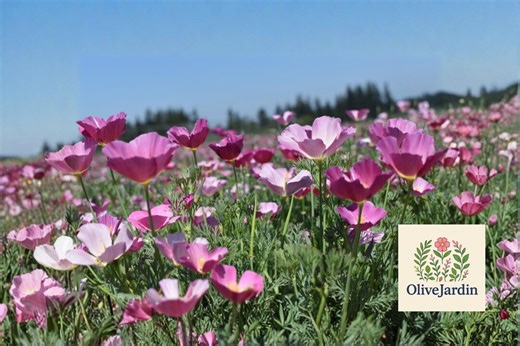 501+ Purple Gleam California Poppy Seeds - Eschscholzia Californica - Native Wildflower - Etsy
