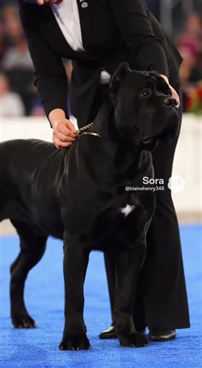 🏆 Cane Corso Wins AKC National Championship!