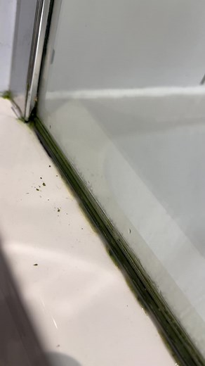 Effective Solutions to Remove Mould Quickly