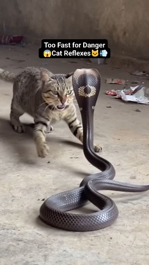 12K views · 73 reactions | Epic Standoff: Cat vs Cobra in a High-Tension Moment  #CatVsCobra #WildLifeAction #EpicAnimalMoment #CaughtOnCamera #AnimalReflexes | Funny Videos Valley | Facebook