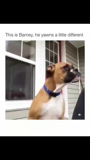 Barney the Yawning Dog Compilation