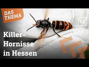 Asiatische Hornissen breiten sich weiter aus
