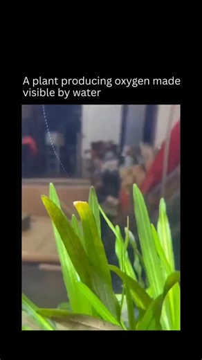 Interesting Facts & Stories on Instagram: "Aquatic plant, likely Elodea canadensis, submerged in water where oxygen bubbles visibly form and rise from its leaves under light, illustrating real-time photosynthesis This phenomenon occurs because chloroplasts in the leaves convert CO2 and water into glucose and O2 during the light-dependent reactions, with bubbles forming when supersaturated oxygen escapes into the surrounding water, a process commonly used in lab experiments to measure photosynthe
