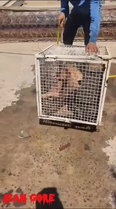 Man Locked in Cage and Tortured