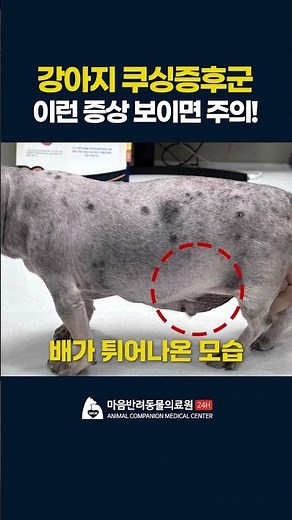 강아지 쿠싱증후군 이런 증상 보이면 주의하세요!