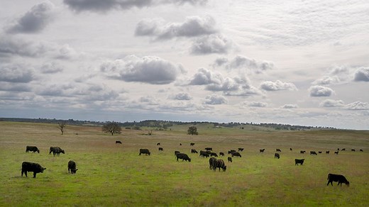 Cows and Climate Change