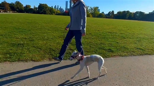 NewTrix Dog Halters! This is a dog training tool designed to help prevent dogs from pulling on the leash. How it works / key features: The halter redirects the pulling force to the back of the dog’s head, engaging a natural reflex so that when the dog pulls forward, it’s discouraged. It comes in multiple sizes to suit different breeds and weights. It’s sold via a dealer network (dog trainers, veterinarians, etc.) and meets standards for safe, calm control (they market it as “no fear, no pain”). 