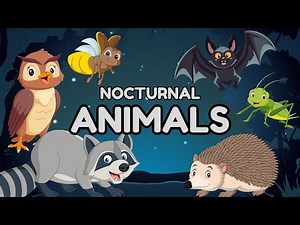 Nocturnal Animals For Kids | Curious Learning Adventure For Children