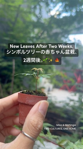 盆栽にしてから2週間。🍁我が家のシンボルツリーの赤ちゃんもみじたちに、新しい葉っぱが出てきました。🌱✨