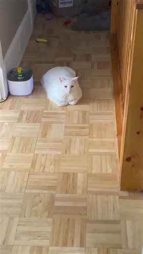 Fart cloud #Lumosthecat #fatcat #catsoftiktok #dingus