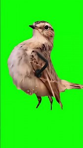 Bird With Human Arms Dancing Green Screen