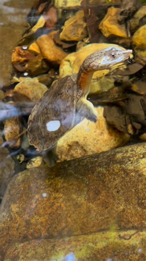 Daniel Zander on Instagram: "Malaysian Softshell Turtle Found this cute juvenile while hiking the forest. There were a few more, some babies. #trionychidae #doganiasubplana #softshellturtle #hiking #rainforest #sarawak #borneo"