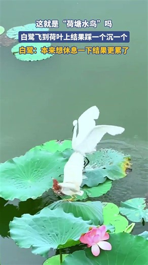 這就是“荷塘水鳥”嗎，白鷺飛到荷葉上結果踩一個沉一個 #大熱門