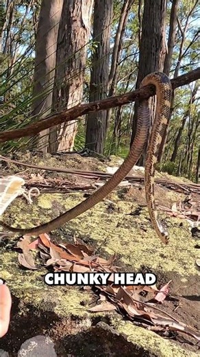SUPRISE Venomous Snake #Australia #venomous #snake
