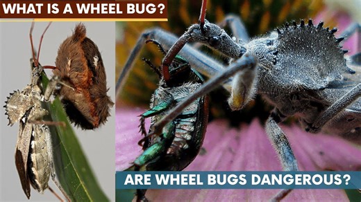 What is a Wheel Bug Are Wheel Bugs Dangerous