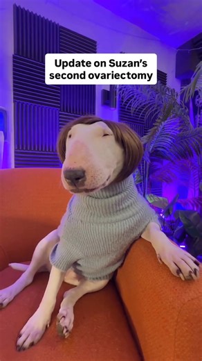Suzan after her ovary was removed #surgery #dogs #reproductivehealth #veterinarian #doggy #doggy #dogs #funny #memes #sad #meme #wtf #comedy #cute #pookie #halloween #englishbullterrier #scary #spooky #dog #karen #spayandneuter #vetmedicine #maine #love #brainrot #democracy #freedom #news #dogslover #america #ghostface #christmas #67 #surgery | Dmitry Pepper