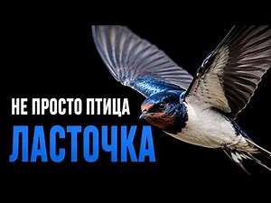 SWALLOW: Why do they return to the same place?