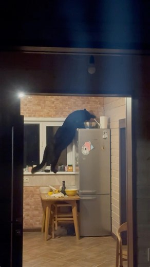 What 's a panther doing alone at home 😅 peeping 😂