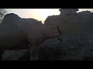 Baby Camel Cutest Moments Ever