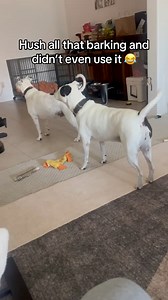 😂😂😂 it’s not a shock collar yall but it’s hilarious | Josh Butler