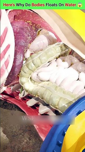 Here's why do Bodies Float's on Water 😱