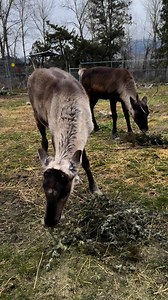 17K views · 1.2K reactions | In the wild, woodland caribou rely on...