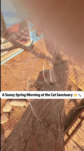 A Cozy Spring Morning at the Cat Sanctuary