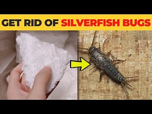 How to Get Rid of Silverfish Bugs Naturally - The Easy Way