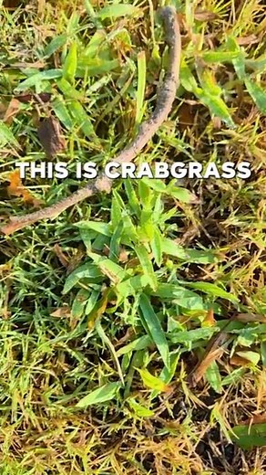 Learn Common Weeds #weedcontrol