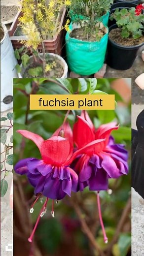Fuchsia plant#garden#Fuchsia plant care