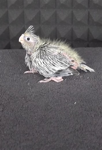 14K views · 118 reactions | Developmental life cycle of a parrot | Jermaine Dolly | Facebook