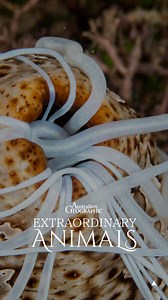 Sea cucumbers take spilling their guts to the next level... 🤮 When they're done ejecting their guts as a defence mechanism, they can regenerate them internally. 📺: Australian Geographic Extraordinary Animals streaming for free on SBS On Demand @sbsondemand #seacucumber #weirdanimals #weird #marinelife #australian #extraordinaryanimals #ausgeo | Australian Geographic
