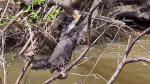 Anybody else feeling like this Sloth this morning? Gripping for...