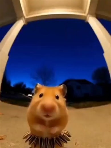 Dancing Hamster #hamsters #dancer #foryou #fypp #hamster #food #asmr#hamsters #dancer #foryou #fypp #hamster #food #asmr#hamsters #dancer #foryou #fypp #hamster #food #asmr#hamsters #dancer #foryou #fypp #hamster #food #asmr#hamsters #dancer #foryou #fypp #hamster #food #asmr