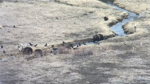 Wolves are so incredible watch how they defend this bison carcass from this male grizzly bear! These wolves work together to drag this carcass from the creek bed out into the open. They drag it away from the bear and then they work together to defend the carcass by pushing the bear off!!! #wolves #wildlifeexperience #grizzly | JoJo Kaul
