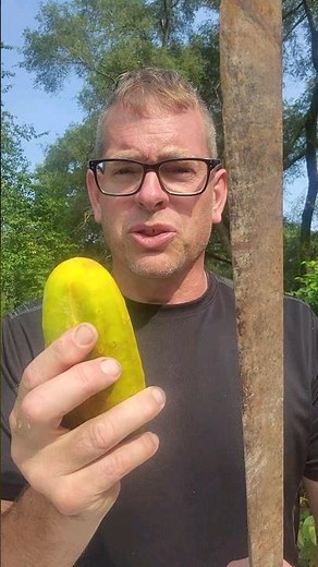 How To Save Cucumber Seeds To Plant Next Year! #garden #growyourownfood #seeds #farmlife #cucumber