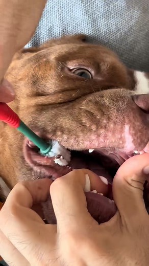 GUNNA DROPS FIRE NEW VIBES TRENDING MUSIC UPDATE Gunna continues to level up with smooth flows and fresh tracks that keep fans locked in. Check out the latest vibe and join the wave! #Gunna #Wunna #NewMusic #HipHop2025 #TrapMusic #RapVibes #MusicTrending #AtlantaRap #OnRepeat #MusicFans | Biggie American Bully | Facebook