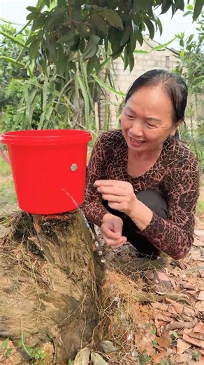 The guy show AMAZING Smart and Useful in Forest #bushcraft #survival #Outdoors #skills