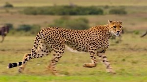 Netflix Looks to One-Up Planet Earth With First Trailer for Our Planet