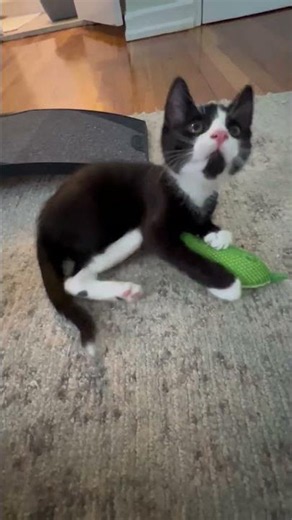 Video of adoptable pet named Shane, Ilya, Hunter and Kip