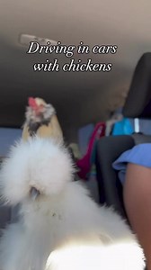 Driving in cars with chickens | Poppy’s Adventures