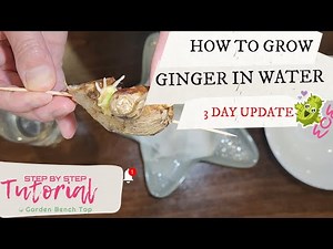 Ginger Root Water Propagation - 3 Day Update