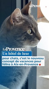 431K views · 3.7K reactions | Un hôtel de luxe pour chats à Aix, c’est le nouveau concept de vacances pour félins dans la région !  | La Provence | Facebook