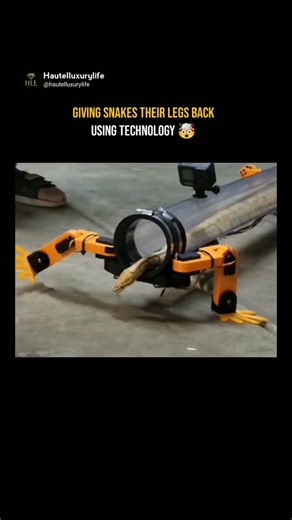 Hautelluxurylife on Instagram: "YouTuber Allen Pan created a unique device that lets a snake "walk" using robotic legs combining tech and nature in a thoughtful way.🐍 🤖 The aim? To help snakes explore new ways of moving safely and comfortably. In the demo, the python willingly entered the setup, showing no stress a small step toward more ethical and creative tech use in animal mobility research. •Disclaimer Notice~ We respect intellectual property rights. This content is shared under fair use 