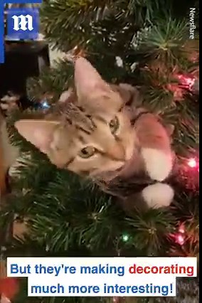 32K views · 684 reactions | These cute kittens are already feline the holiday spirit!  via Newsflare | Daily Mail Video | Facebook